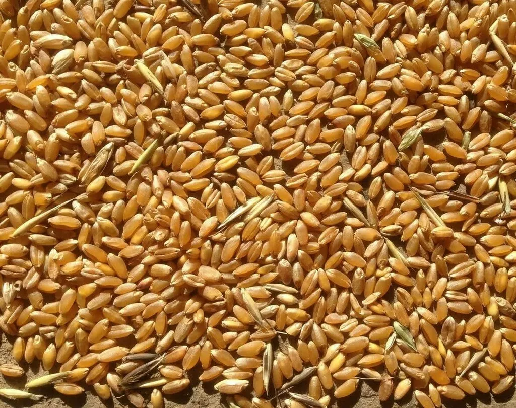 фотография продукта Пшеница фуражная