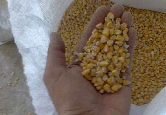 кукуруза в Иран в Иране