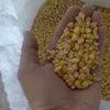 кукуруза в Иран в Иране