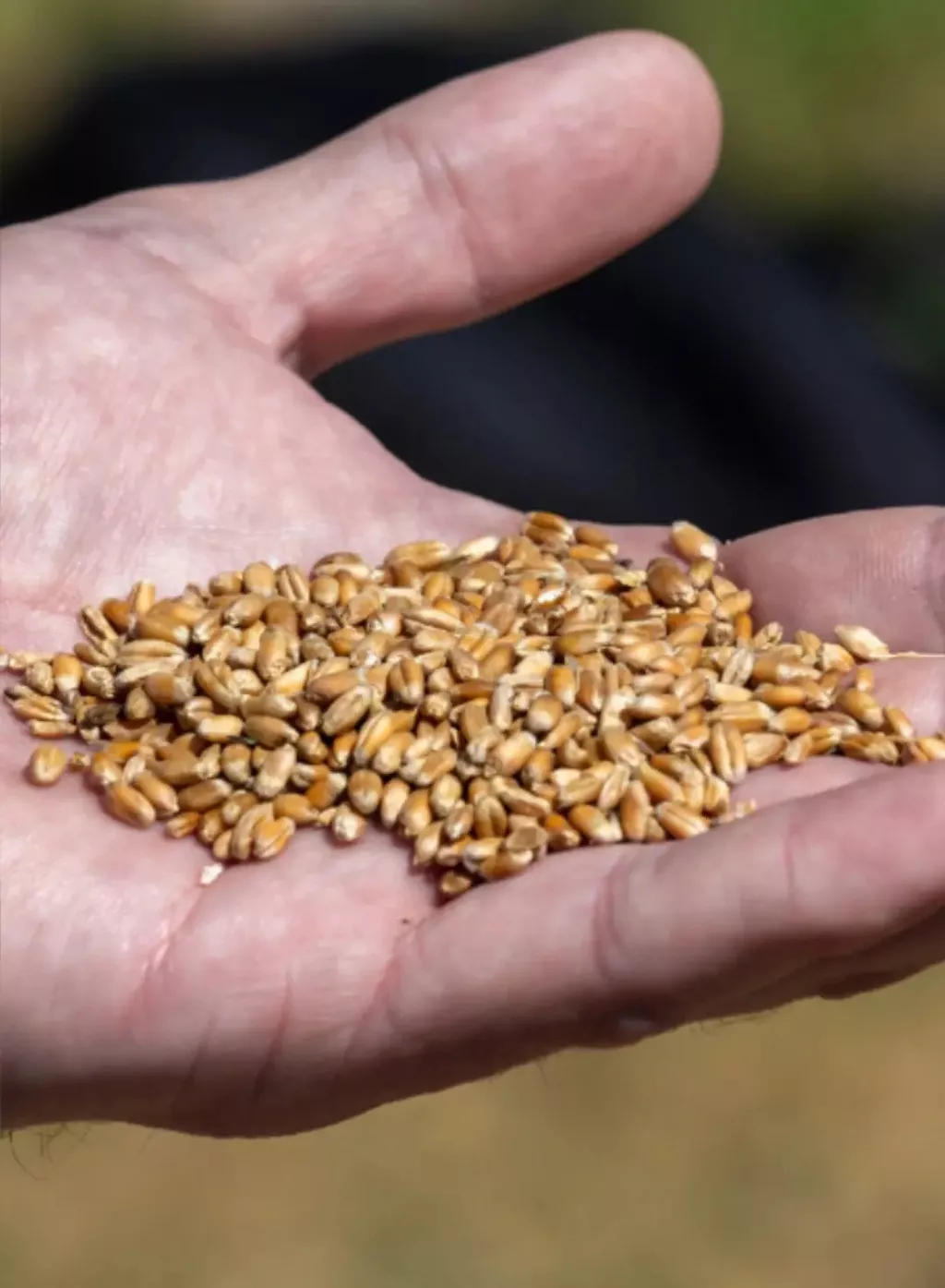 Фотография продукта Wheat export grain from rus
