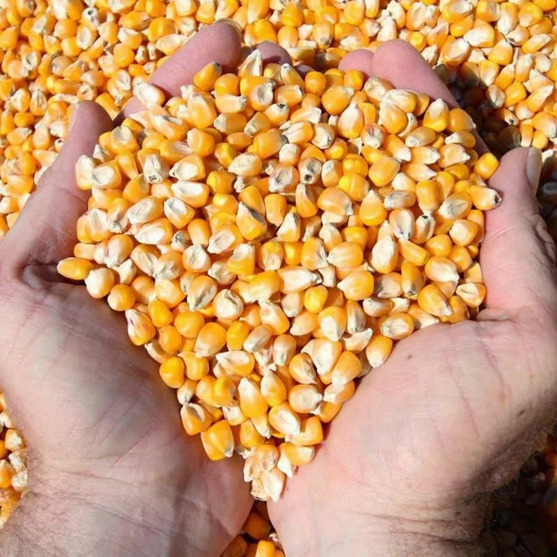фотография продукта Зккупаем кукурузу на экспорт