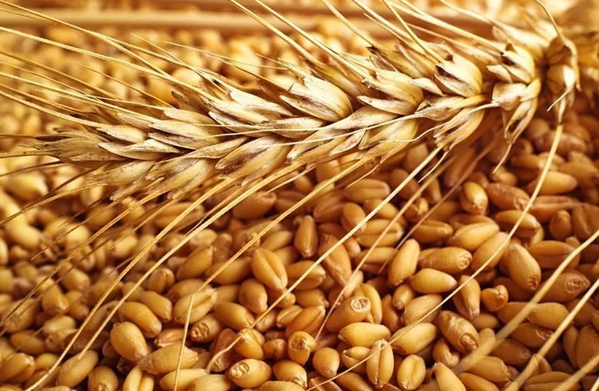 пшеница 3 класс в Киргизии