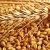 пшеница 3 класс в Киргизии