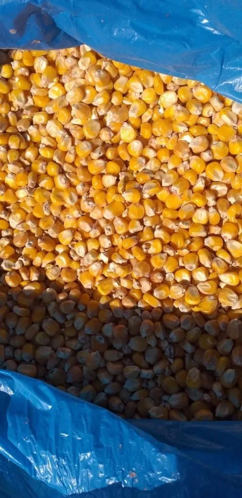 фотография продукта Кукуруза высокого качества 5000тон
