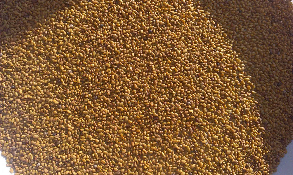 Как выглядит семена люцерны фото