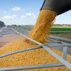 кукуруза оптом большие объёмы 10000 тонн в Ростове-на-Дону 4