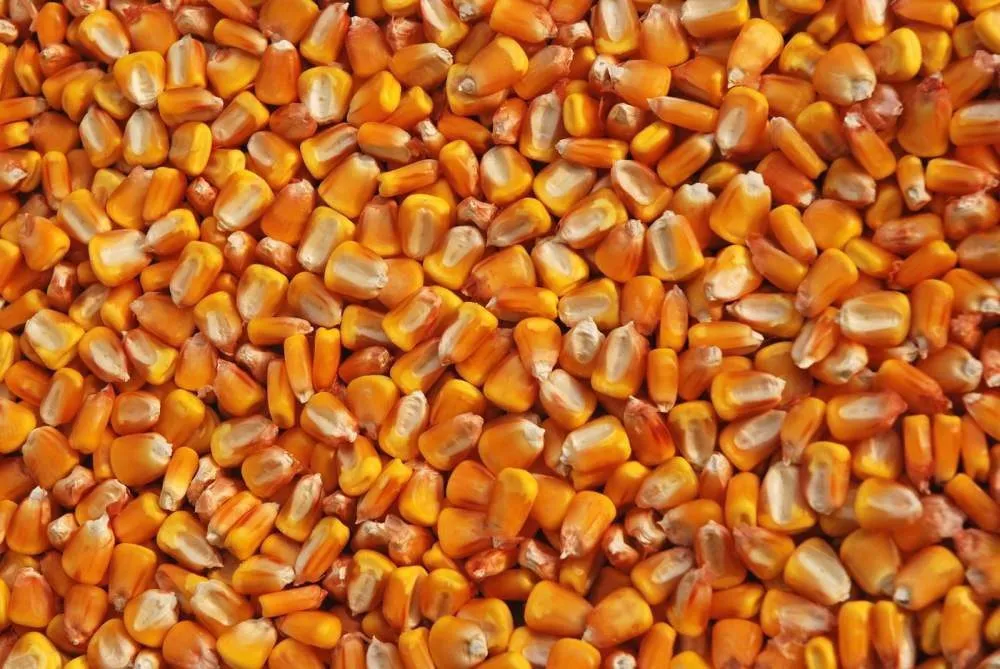 кукуруза оптом большие объёмы 10000 тонн в Ростове-на-Дону 3