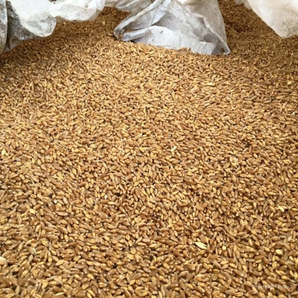 Фотография продукта Фуражное зерно (от 20 тонн)