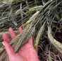 семена озимой тритикале элита  в Зернограде 2