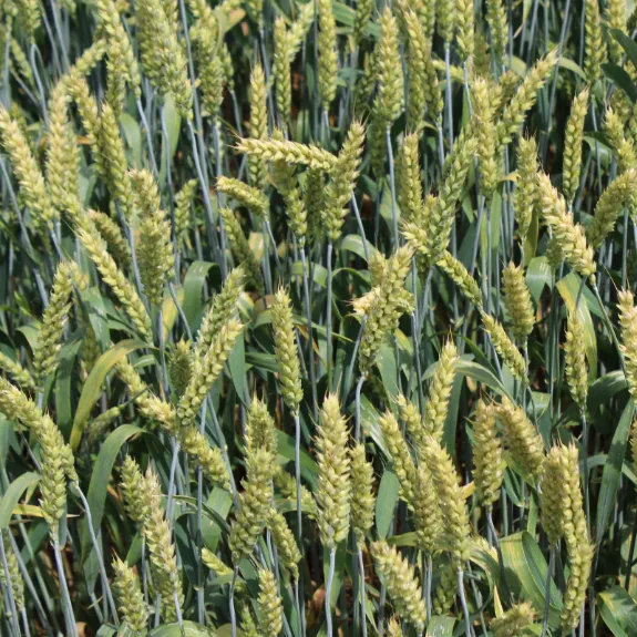 фотография продукта Семена пшеницы Лига1,Есаул,Граф,Веха 