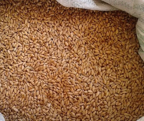 пшеница протеин 12 DAP Бишкек  в Киргизии 2