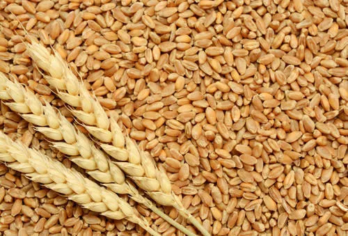 пшеница в Починке