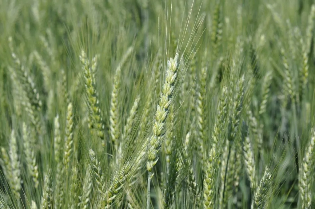 озимая пшеница 