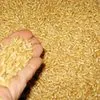 пшеница протеин 12.50 - Казахстан в Казахстане