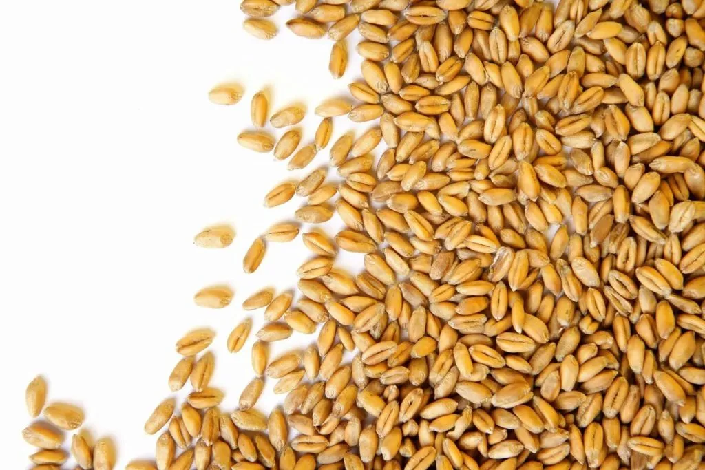 фотография продукта Закупим пшеницу фураж. Срочно!