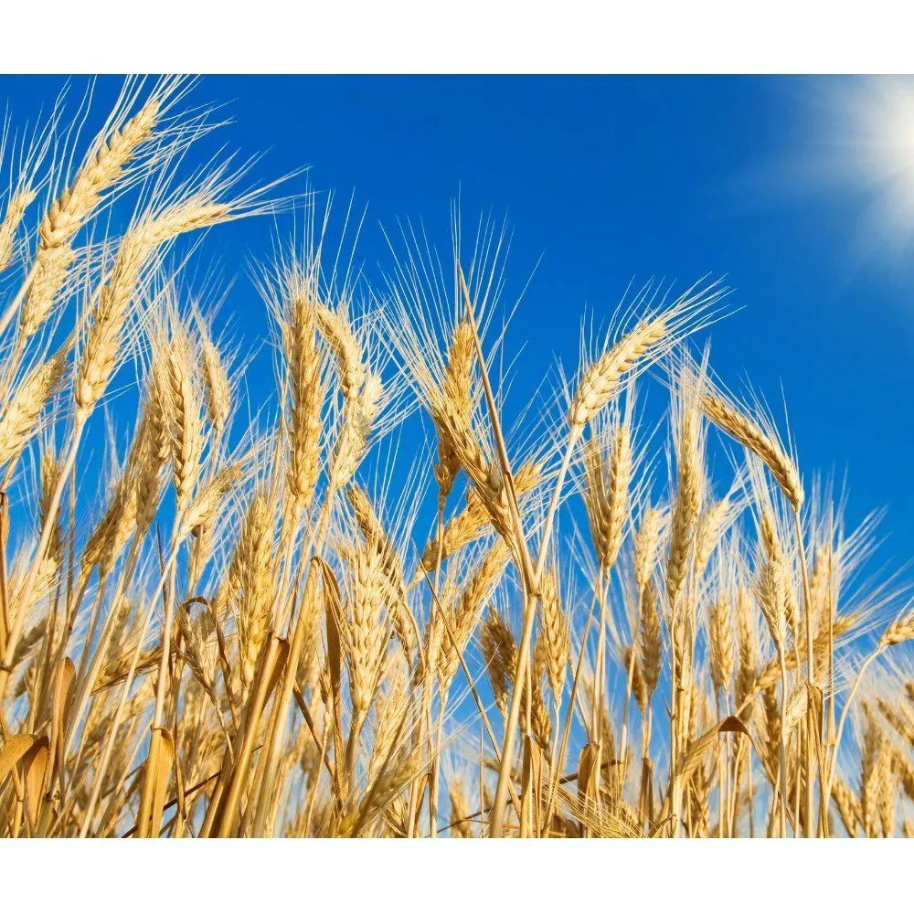 Фотография продукта Пшеница 4 класс-продовольственное зерно