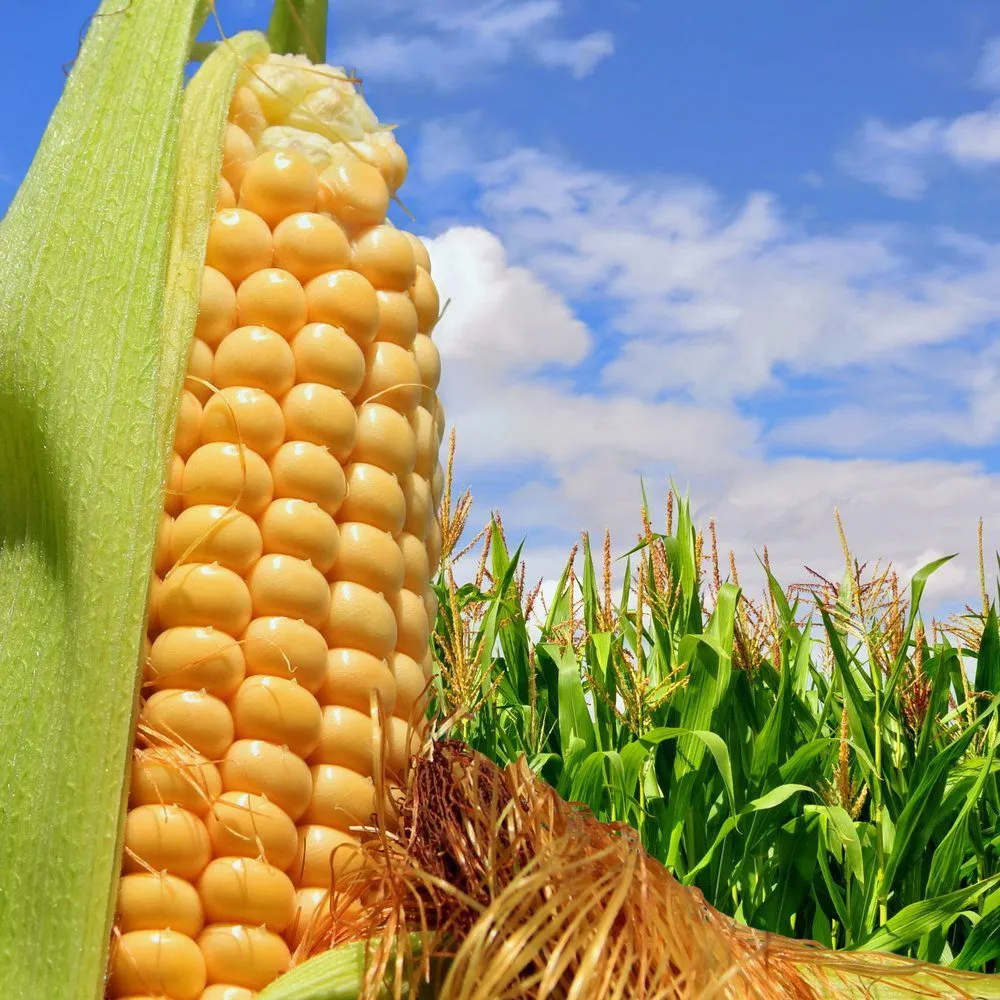 Фотография продукта Кукуруза продовольственная и фуражная.