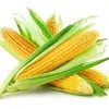 реализуем кукурузу в Казани