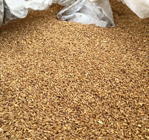 фотография продукта Пшеница фураж