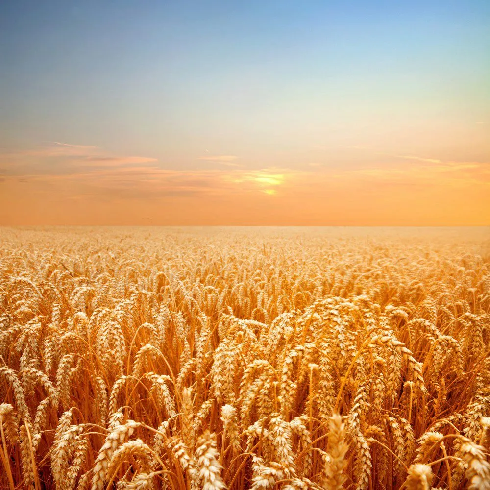 Фотография продукта Закупаем пшеница, ячмень, кукуруза.