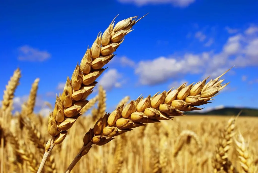 Фотография продукта Закупаем пшеница, ячмень.