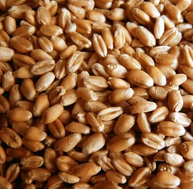 фотография продукта Пшеница 4 класса. Протеин 11.50