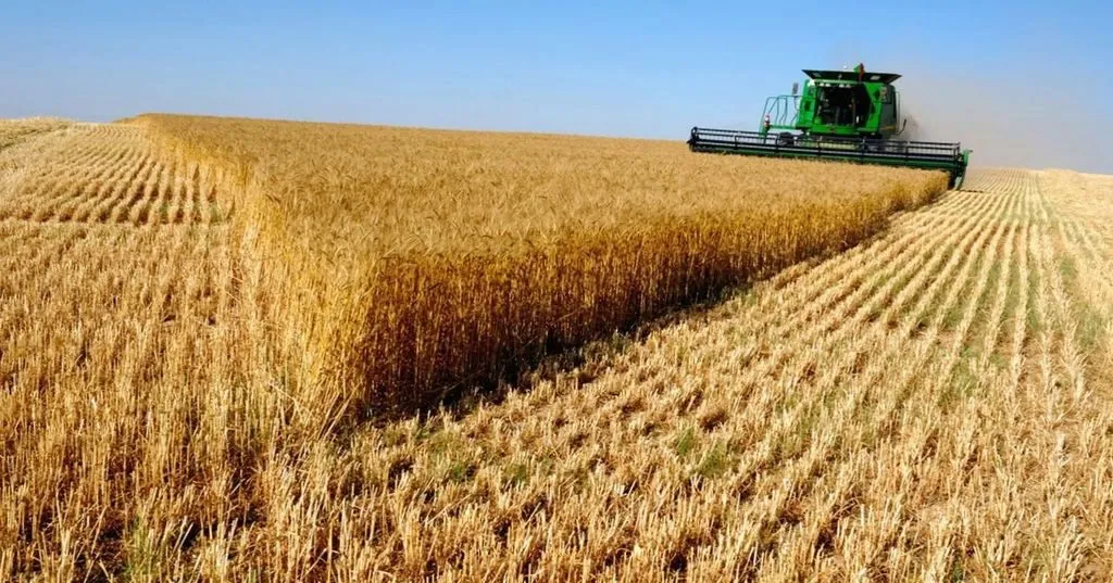 зерно в крупном объеме в Молдавии 2
