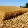 зерно в крупном объеме в Молдавии 2