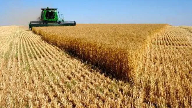 зерно в крупном объеме в Молдавии 3