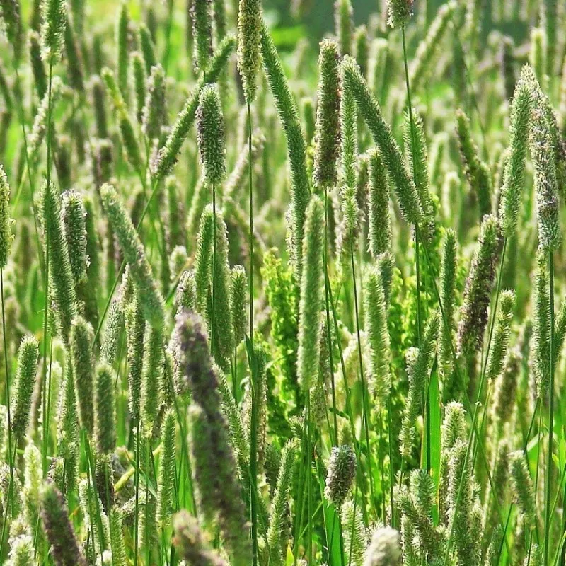 фотография продукта Семена трав