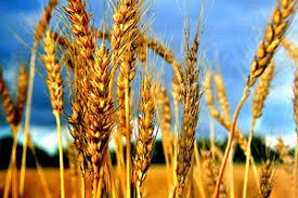 Фотография продукта  Зерно пшеница 5 кл 