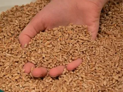 пшеница 3, 4, 5 класс. Дёшево! в Омске