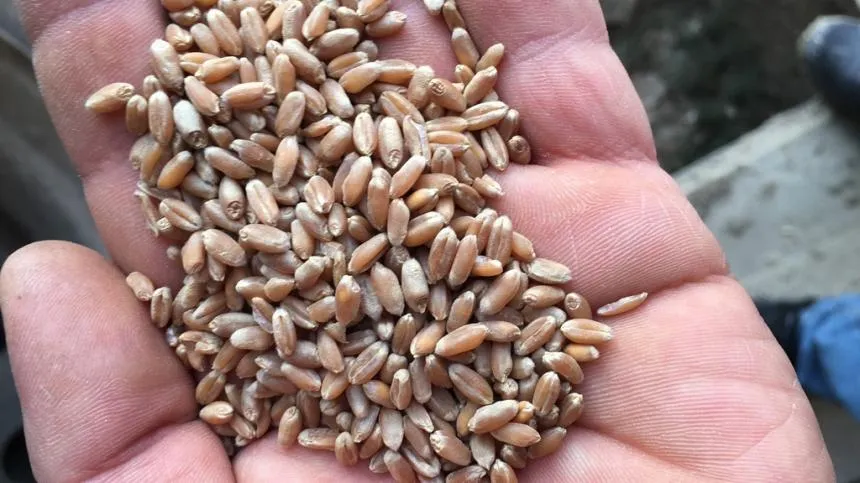 Фотография продукта Пшеница продовольственная 