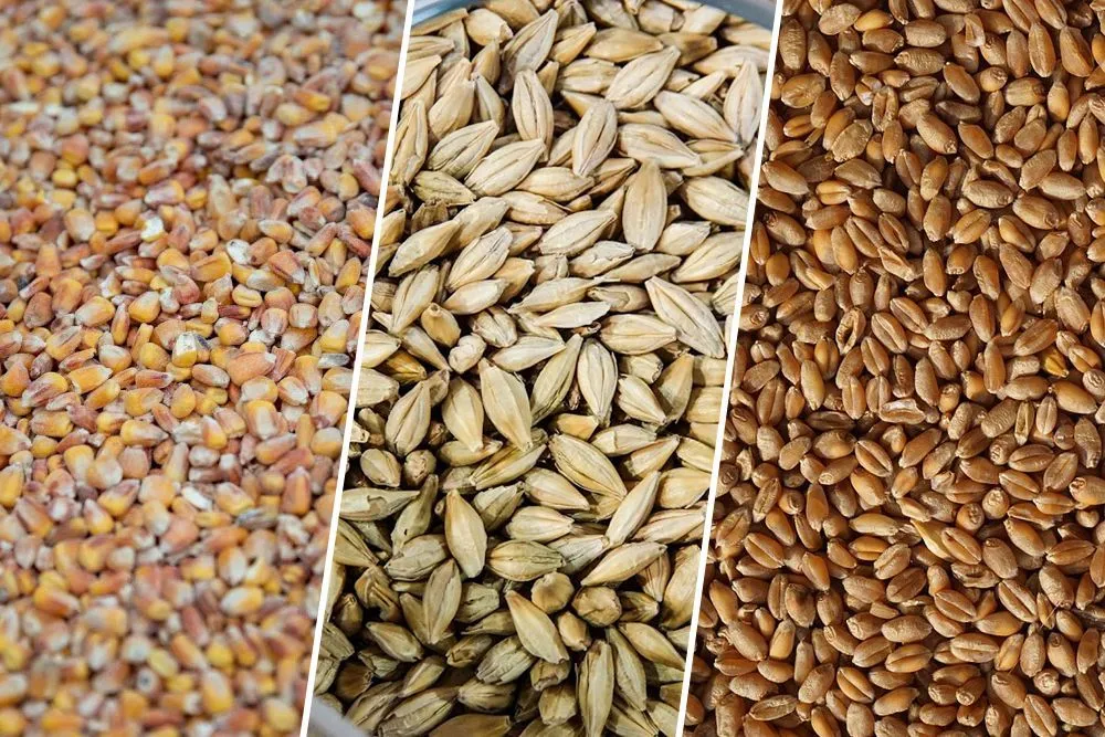 фотография продукта пшеницу, ячмень, отруби 