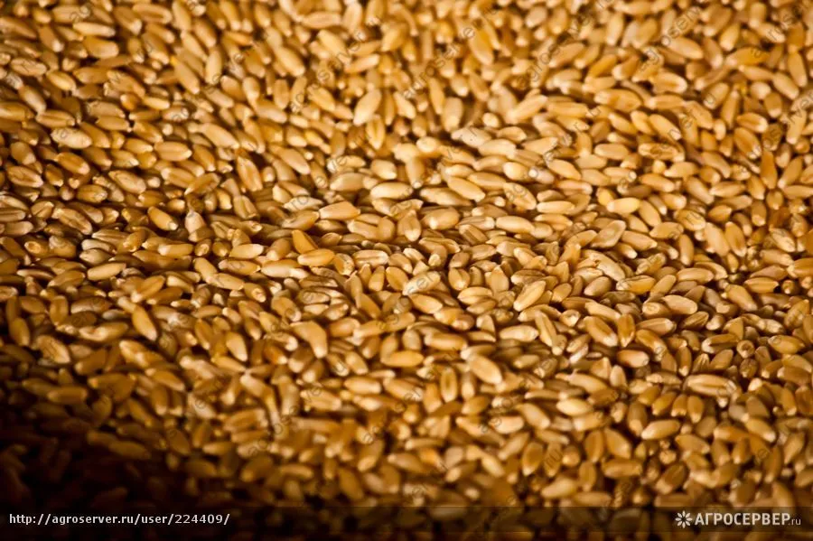пшеница 3 класс в Барнауле