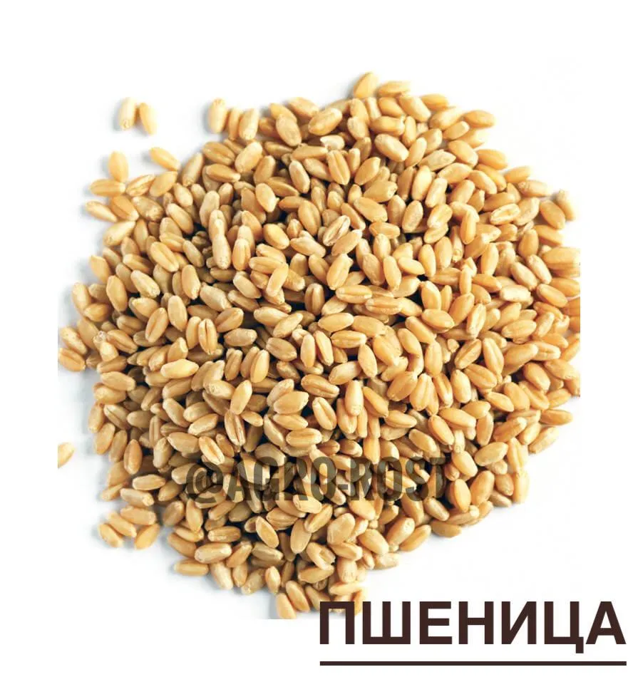 Фотография продукта Пшеница В Наличии