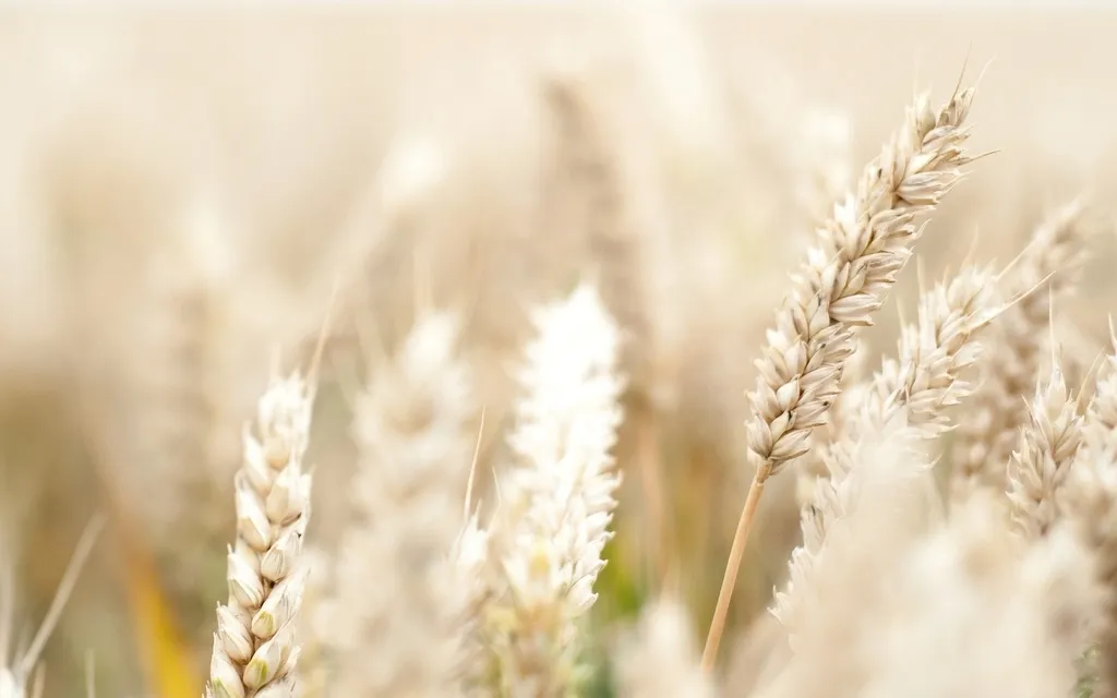 Фотография продукта Пшеница 3,5 класс