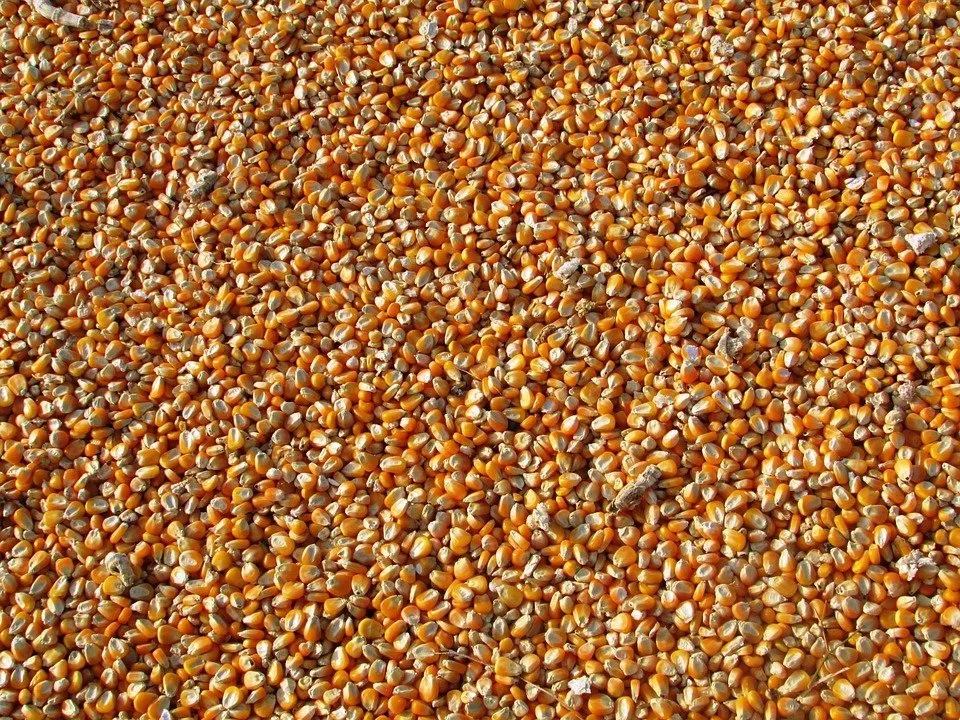 сухая кукуруза в Тамбове