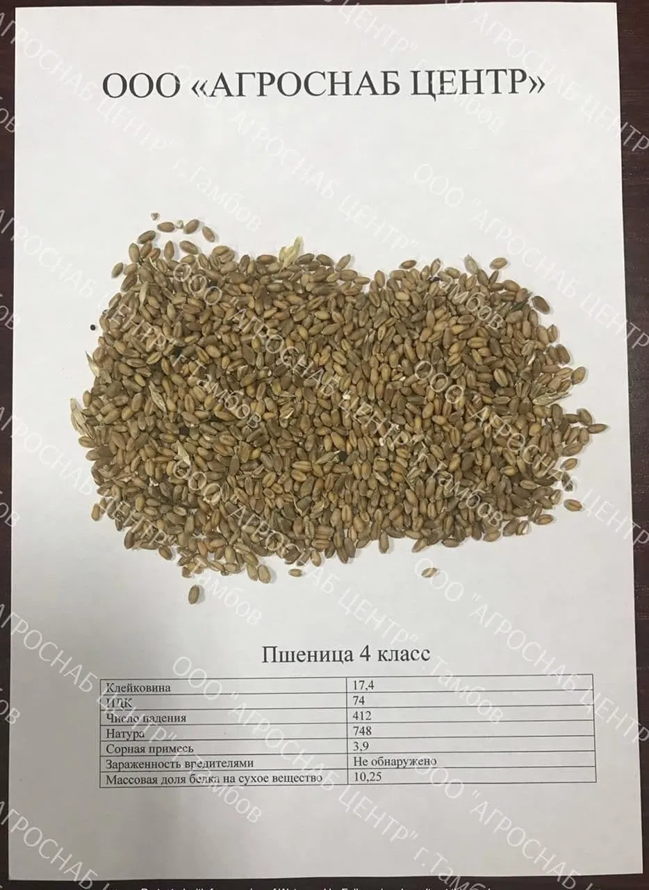 пшеница 4 класс в Тамбове
