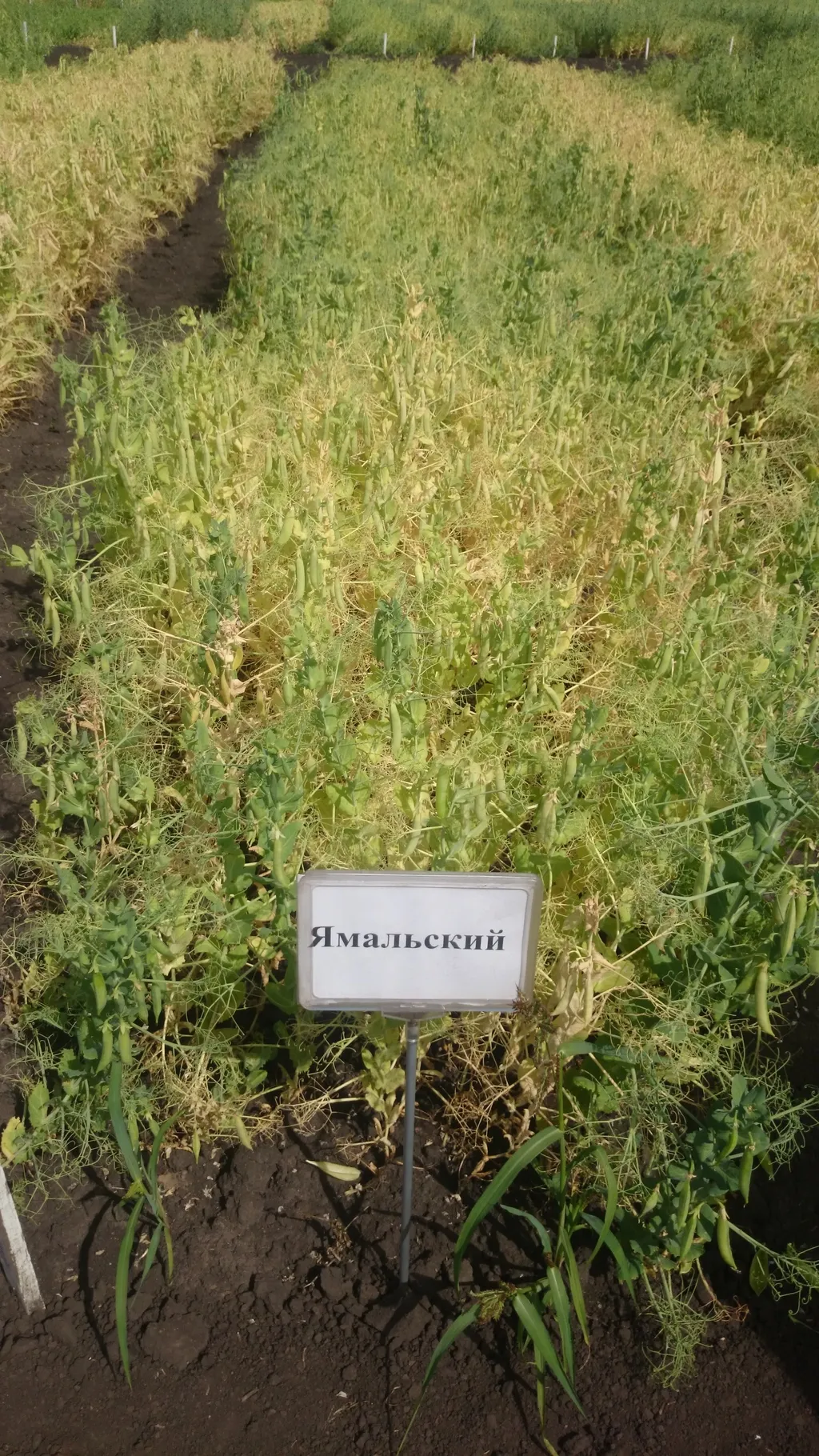 семена горох сорт Ямальский элита в Заводоуковск