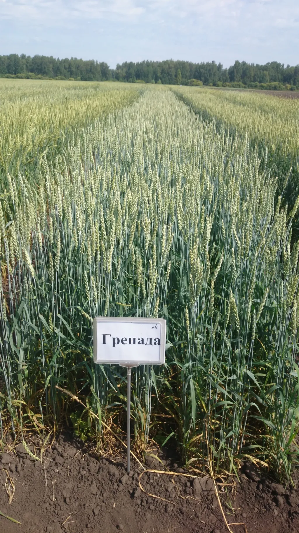 Фотография продукта Семена пшеницы сорт "Гренада" элита