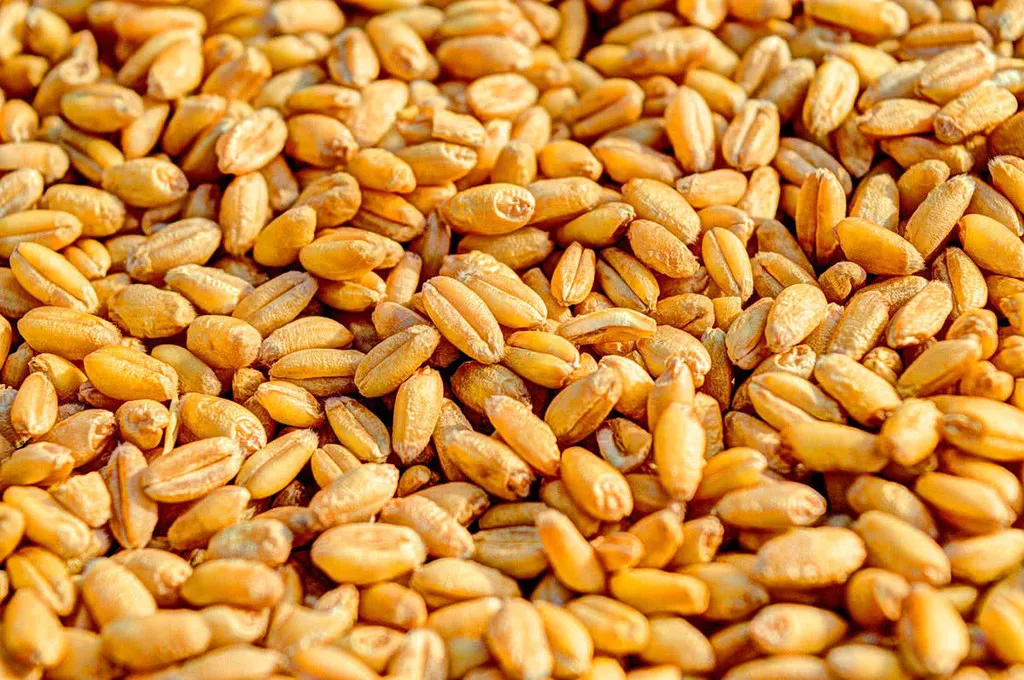 фотография продукта зерно пшеницы оз. урожай 2020протеин14.6
