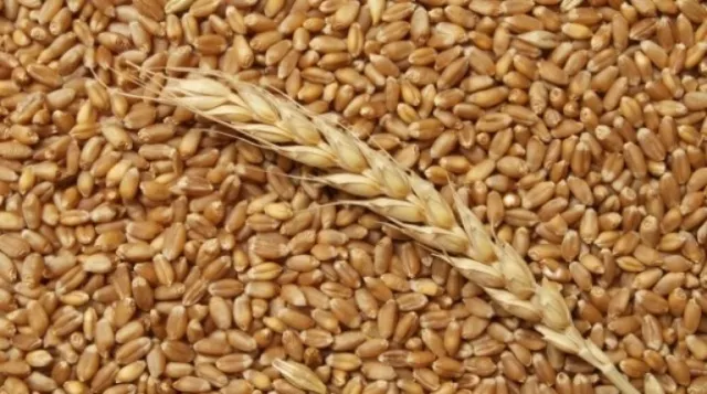 Фотография продукта Пшеница, 4 класс, На вагоне