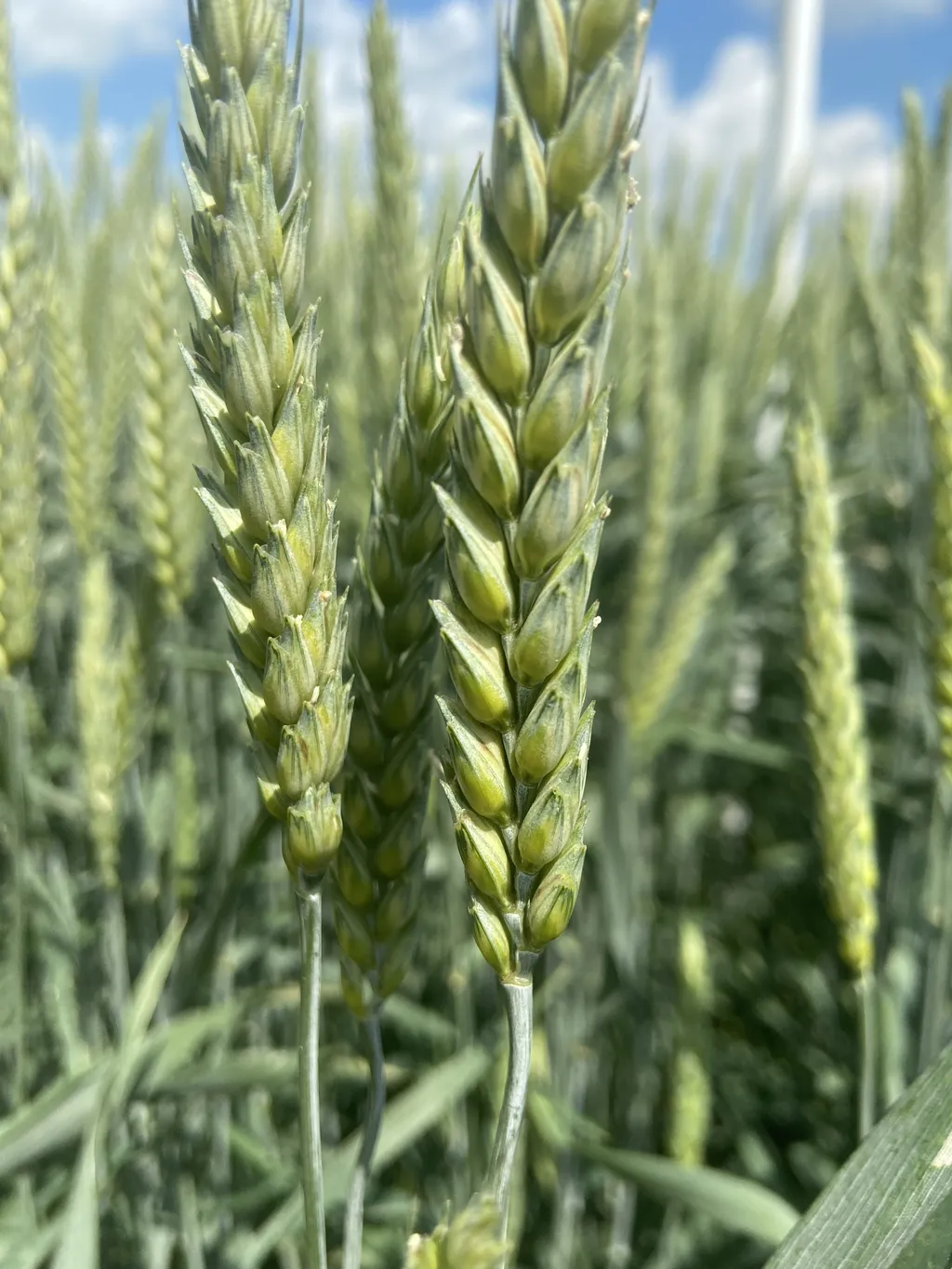 фотография продукта Семена озимой пшеницы эс/рс1\рс2