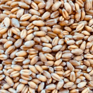 фотография продукта Продаем семена озимой пшеницы 