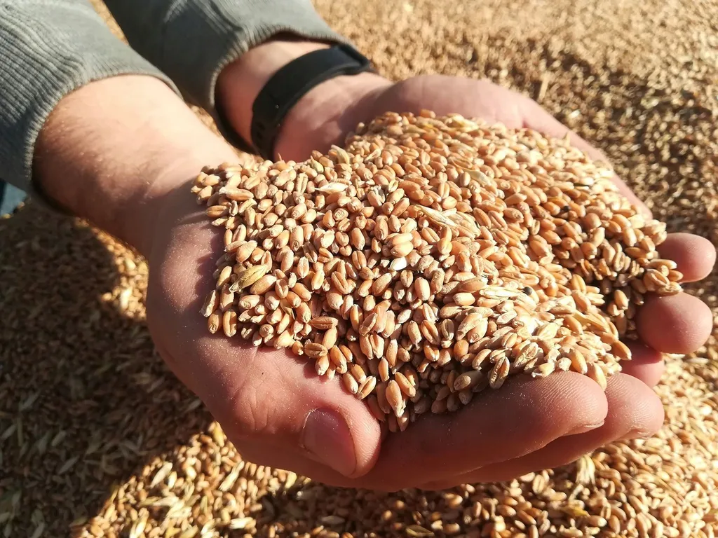 фотография продукта Покупаю Пшеницу Зерно