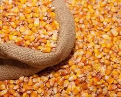 фотография продукта Купим Фуражную кукурузу на экспорт в КНР