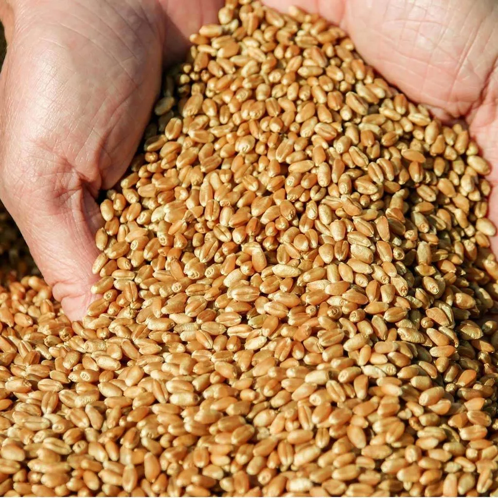 фотография продукта Закупка пшеницы гороха просо
