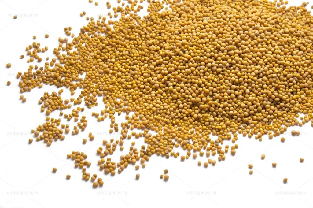 фотография продукта Требуются семена горчицы желт, кориандра