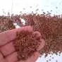 flax seeds 3000 tons - CIF China в Владивостоке 3